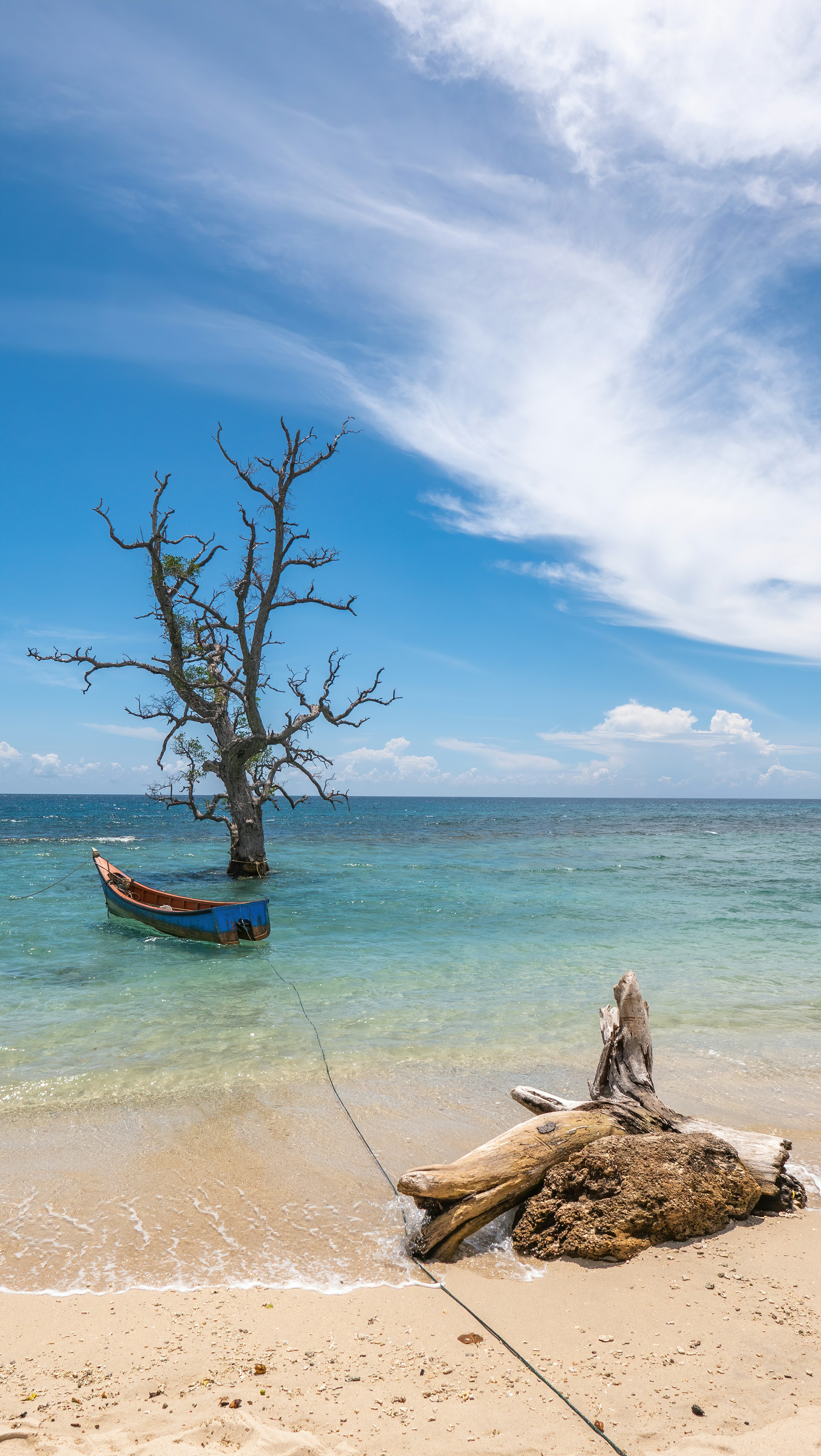 Beach with trees