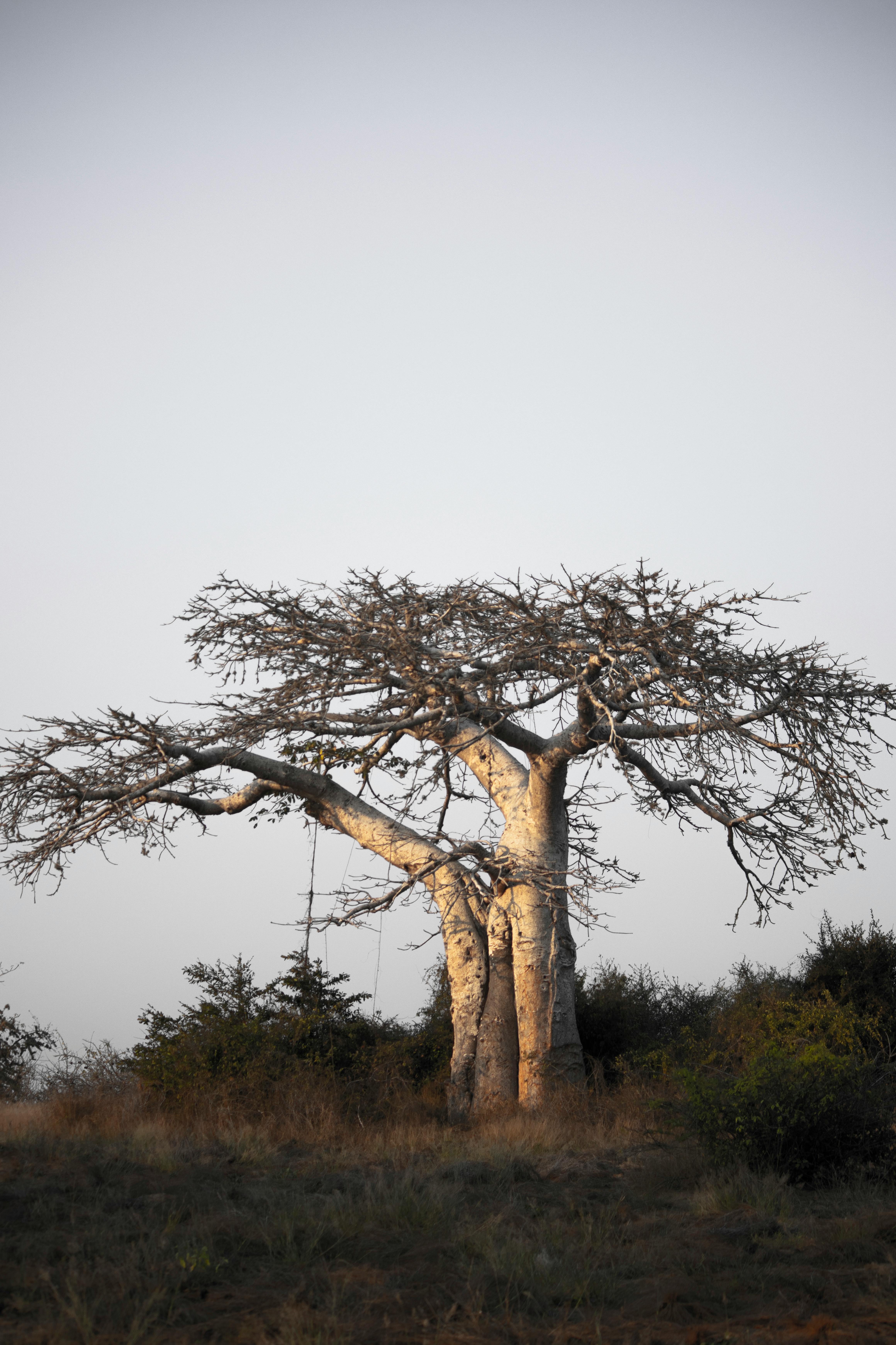 Baobab tree